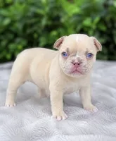 Parker, a male French Bulldog for sale in Murfreesboro, TN – 2 of 2