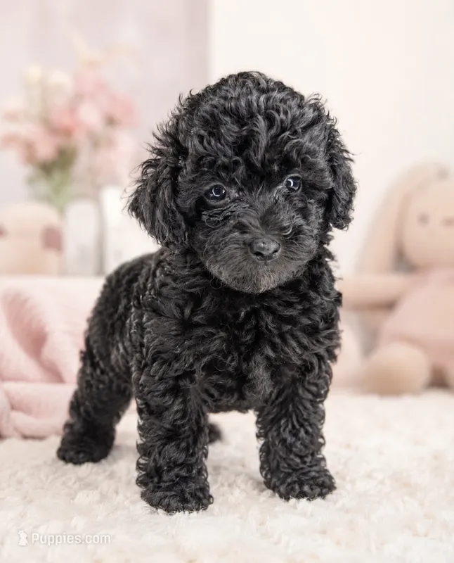 Bella – Poodle - Toy  puppy for sale in Murfreesboro, TN