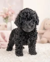 Bella, a female Poodle - Toy  for sale in Murfreesboro, TN – 1 of 3