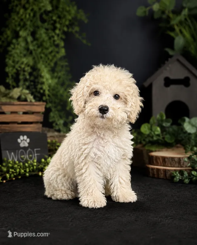 Baxter – Poochon puppy for sale in Murfreesboro, TN