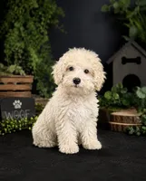 Baxter, a male Poochon for sale in Murfreesboro, TN – 1 of 2