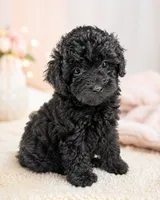 Bella, a female Poodle - Toy  for sale in Murfreesboro, TN – 3 of 3
