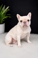 Marshmellow, a male French Bulldog for sale in Murfreesboro, TN – 3 of 3