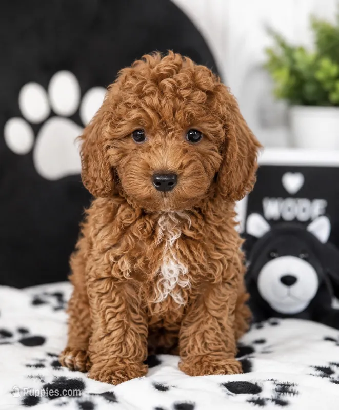 Finn – Miniature Goldendoodle puppy for sale in Murfreesboro, TN