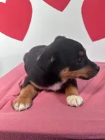 processed/4850bd3e-7bfb-49c9-b559-8f9340aa070e/listing/fe0f6e1c-153f-4d99-97db-491325bf6b1c/e6d7a52e-0e35-457e-bde7-f06c99a8e003