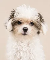 Benny , a male Morkie for sale in Murfreesboro, TN – 2 of 2