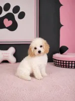 Bliss, a female Poochon for sale in Murfreesboro, TN – 3 of 4