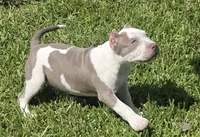 Graham, a female American Bully for sale in Middleburg, FL – 6 of 8