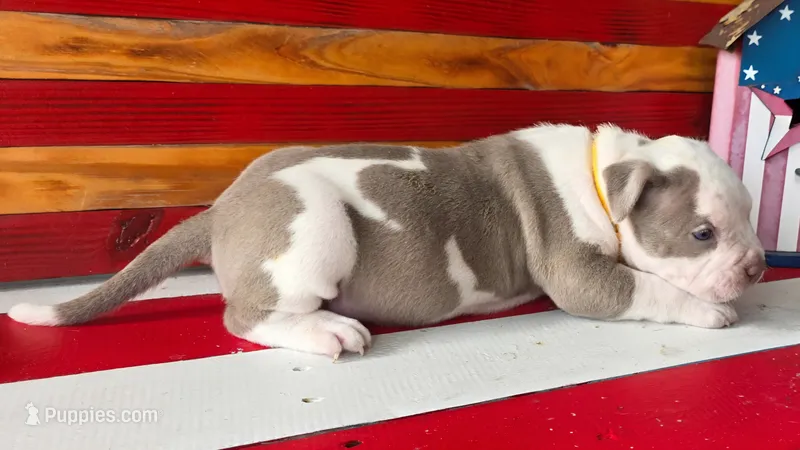 Graham  – American Bully puppy for sale in Middleburg, FL