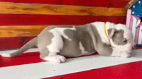 Graham , a female American Bully for sale in Middleburg, FL – 1 of 1