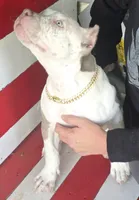 Graham, a female American Bully for sale in Middleburg, FL – 5 of 10