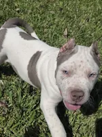 Kai, a male American Bully for sale in Middleburg, FL – 3 of 7