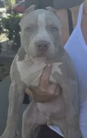 Keanu, a male American Bully for sale in Middleburg, FL – 5 of 10