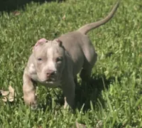 Keanu, a male American Bully for sale in Middleburg, FL – 8 of 10