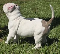 Kalani, a male American Bully for sale in Middleburg, FL – 3 of 9