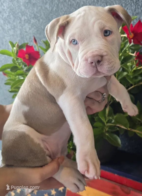 Churro – American Bully puppy for sale in Middleburg, FL