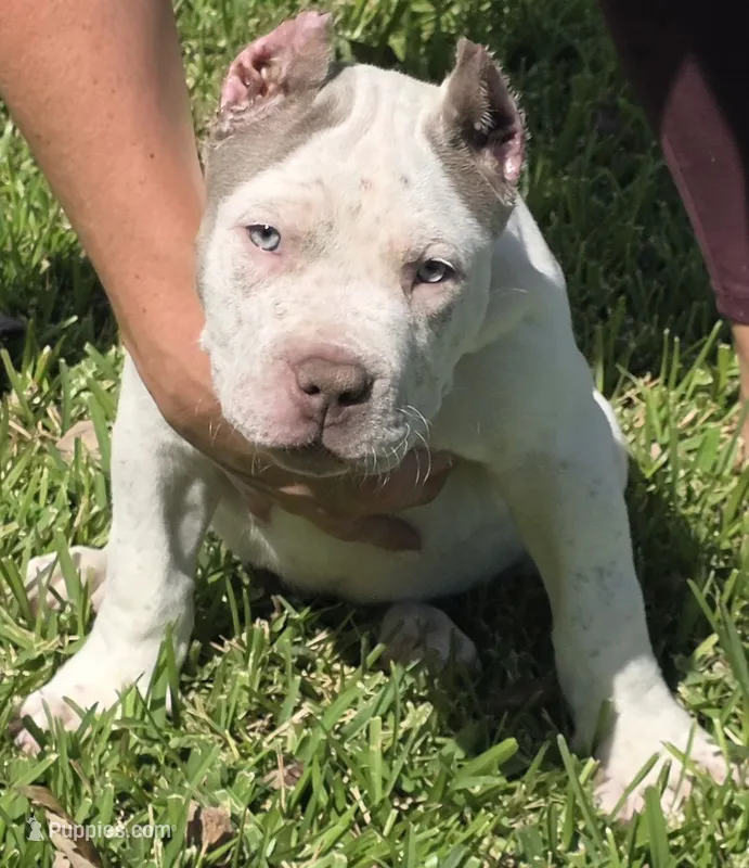 Kai – American Bully puppy for sale in Middleburg, FL