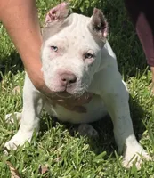 Kai, a male American Bully for sale in Middleburg, FL – 1 of 7