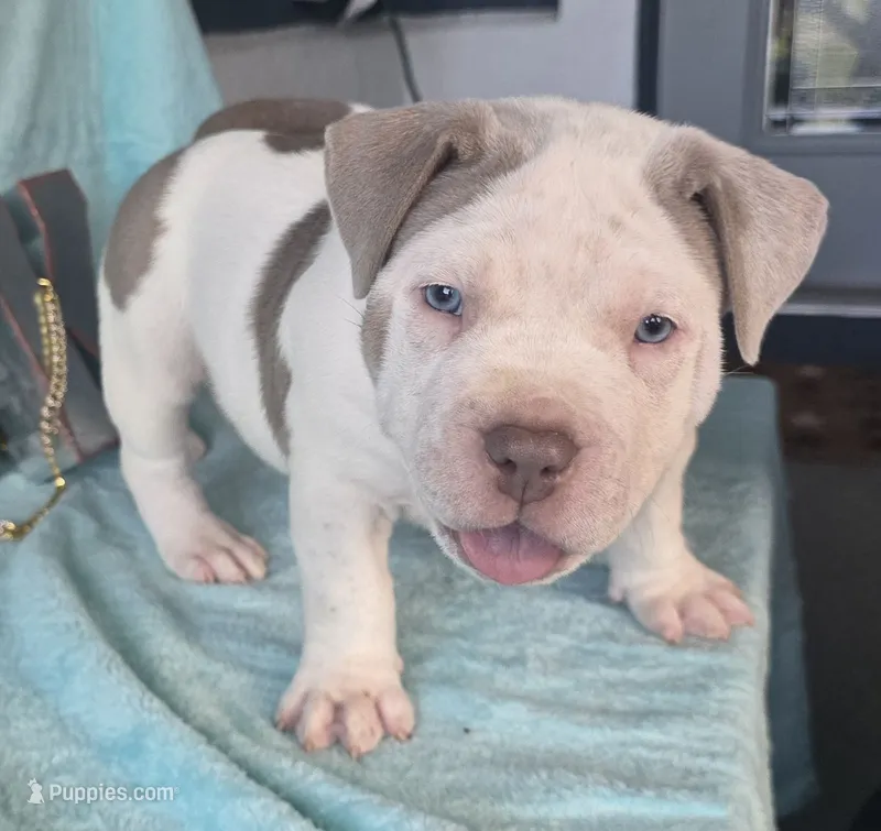 Kai – American Bully puppy for sale in Middleburg, FL