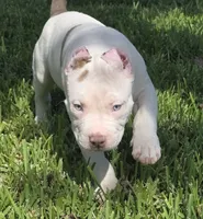 Kalani, a male American Bully for sale in Middleburg, FL – 6 of 9