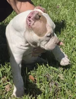 Hershey, a female American Bully for sale in Middleburg, FL – 5 of 10