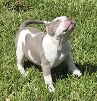 Graham, a female American Bully for sale in Middleburg, FL – 7 of 8