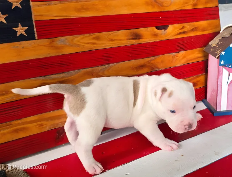 Kalani – American Bully puppy for sale in Middleburg, FL