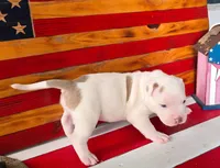 Kalani, a male American Bully for sale in Middleburg, FL – 1 of 1