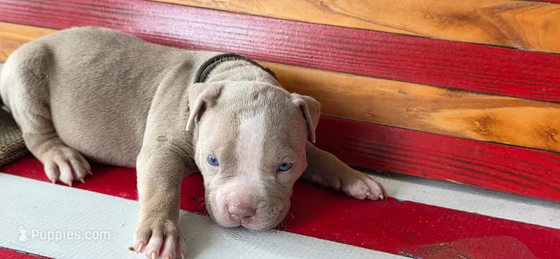 Keanu – American Bully puppy for sale in Middleburg, FL