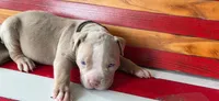 Keanu, a male American Bully for sale in Middleburg, FL – 1 of 1