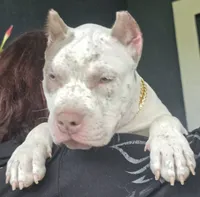 Graham, a female American Bully for sale in Middleburg, FL – 3 of 10
