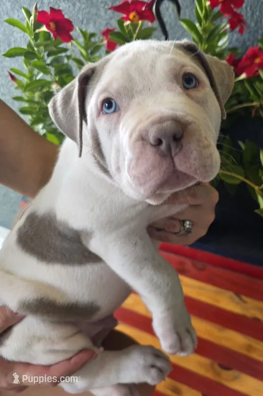 Kai – American Bully puppy for sale in Middleburg, FL