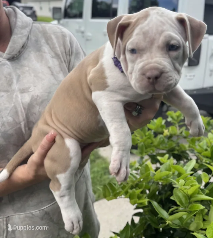 Hershey – American Bully puppy for sale in Middleburg, FL