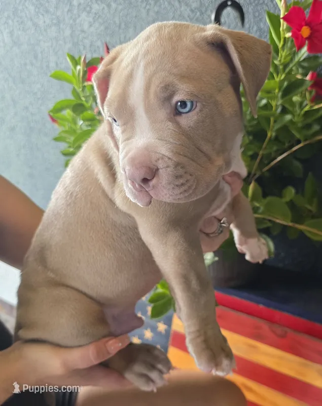Koa – American Bully puppy for sale in Middleburg, FL