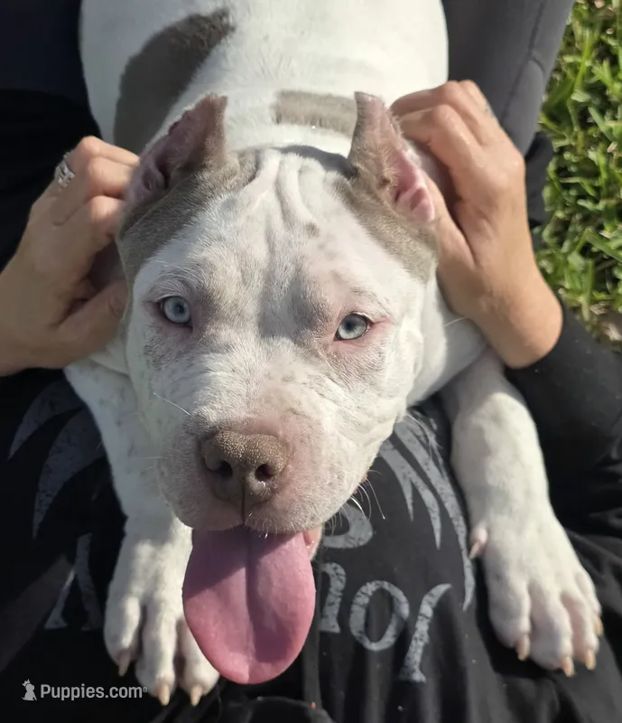 Kai – American Bully puppy for sale in Middleburg, FL