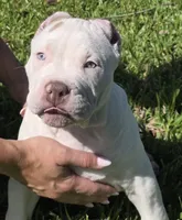 Kalani, a male American Bully for sale in Middleburg, FL – 4 of 9