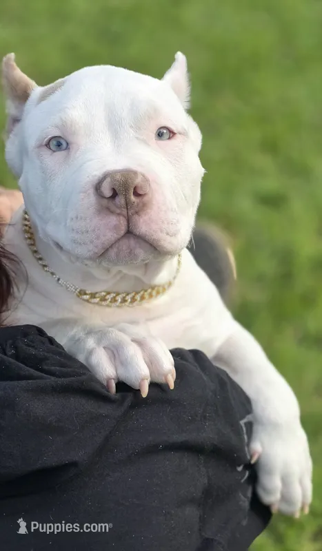 Kalani – American Bully puppy for sale in Middleburg, FL