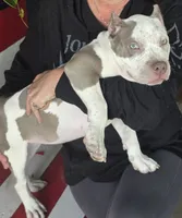 Graham, a female American Bully for sale in Middleburg, FL – 4 of 10