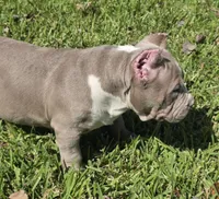 Kaleo, a male American Bully for sale in Middleburg, FL – 3 of 6