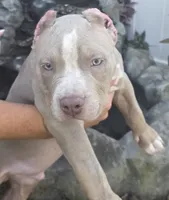 Keanu, a male American Bully for sale in Middleburg, FL – 2 of 10