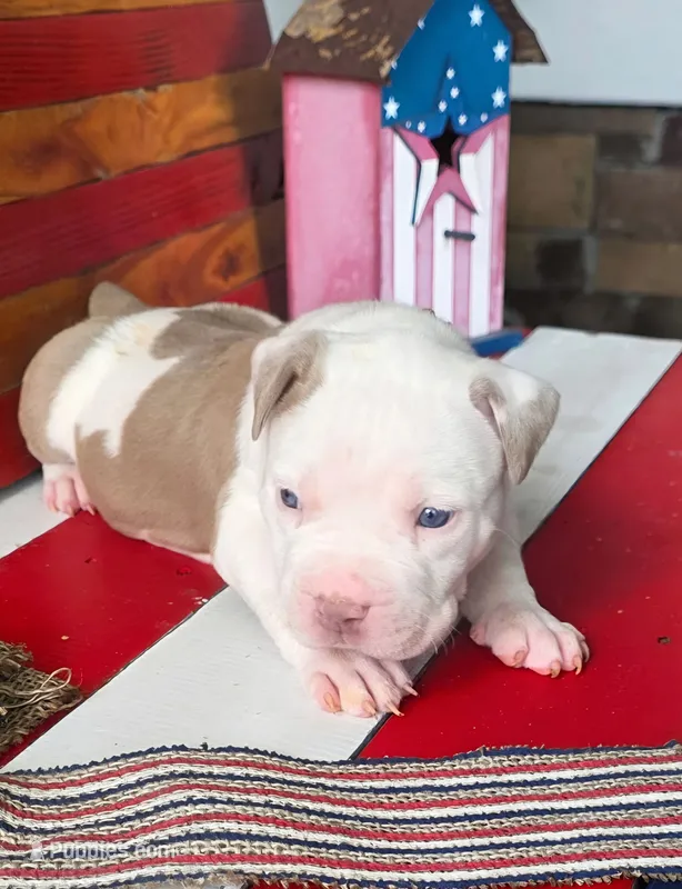 Churro – American Bully puppy for sale in Middleburg, FL