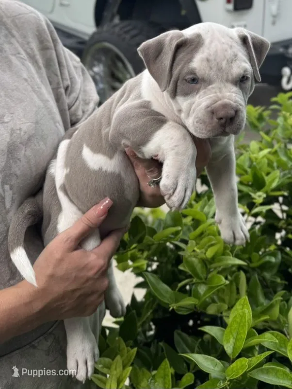 Graham – American Bully puppy for sale in Middleburg, FL