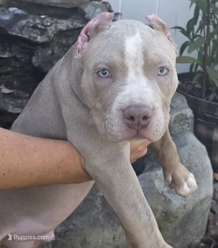 Keanu – American Bully puppy for sale in Middleburg, FL