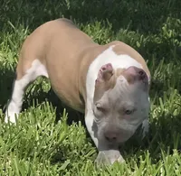Hershey, a female American Bully for sale in Middleburg, FL – 9 of 10