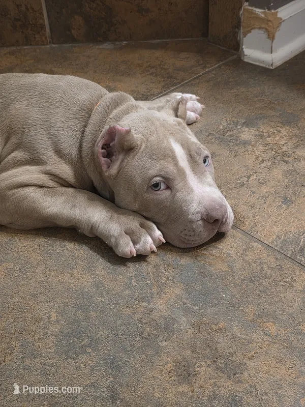 KOA – American Bully puppy for sale in Middleburg, FL