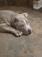 KOA, a male American Bully for sale in Middleburg, FL – 1 of 1