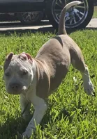 Hershey, a female American Bully for sale in Middleburg, FL – 6 of 10