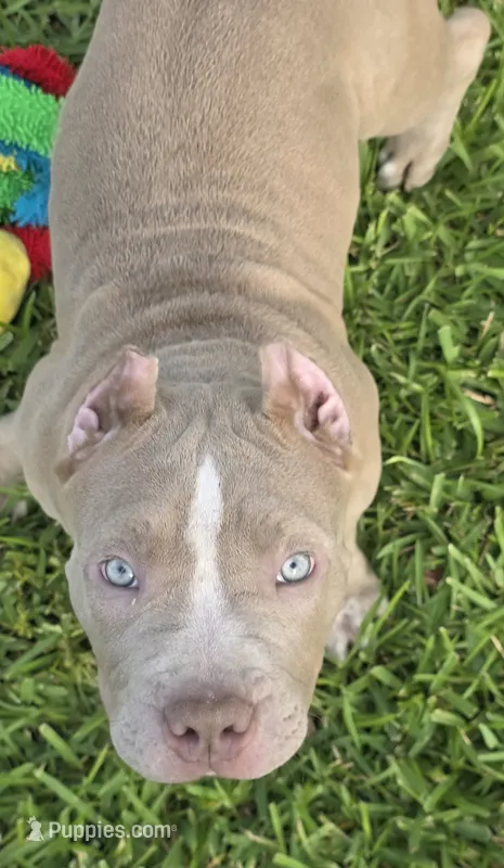 KOA – American Bully puppy for sale in Middleburg, FL