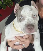 Graham, a female American Bully for sale in Middleburg, FL – 8 of 10
