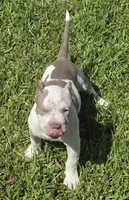 Graham, a female American Bully for sale in Middleburg, FL – 5 of 8
